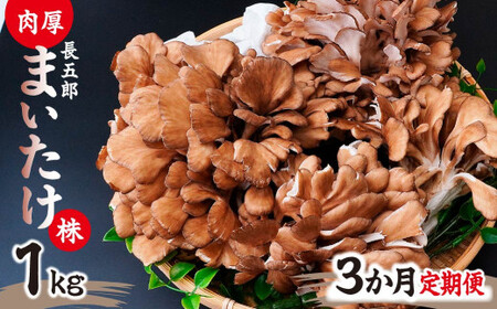 【3ヶ月定期便】長五郎 まいたけ かぶ 500g×2 計3kg | まいたけ まいたけ まいたけ まいたけ まいたけ