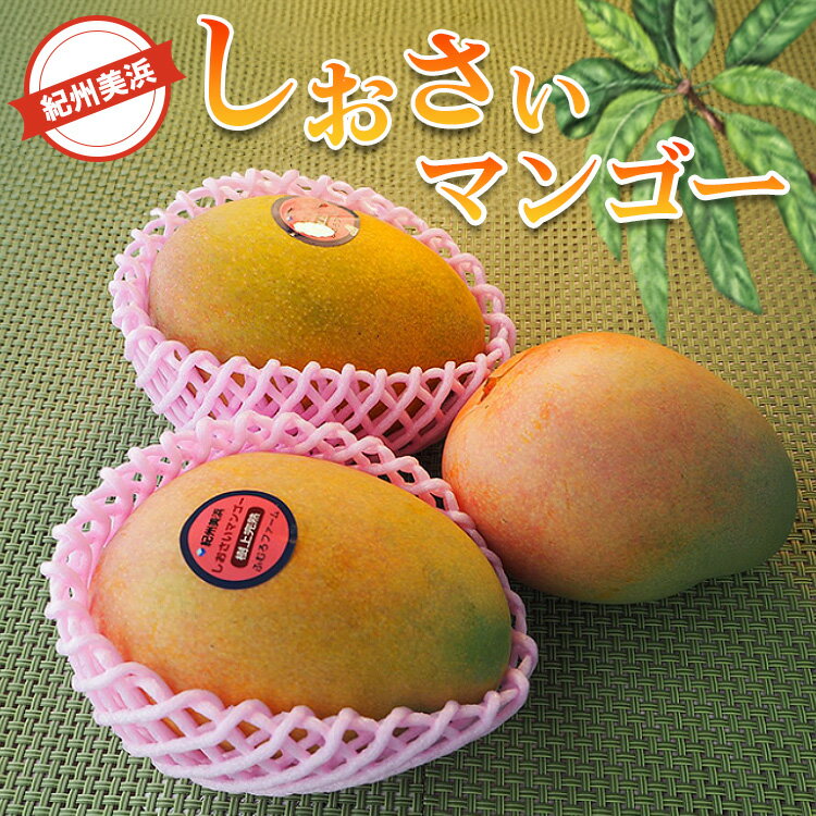 【ふるさと納税】＼選べる内容量／紀州美浜しおさいマンゴー ※離島への配送不可 ※2025年7月下旬～9月上旬頃に順次発送