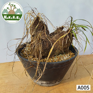 キセロフィタ トリコフィラ (発根管理済) A005｜観葉植物 コーデックス 盆栽 鉢植え インテリア ハコネコ [0686]