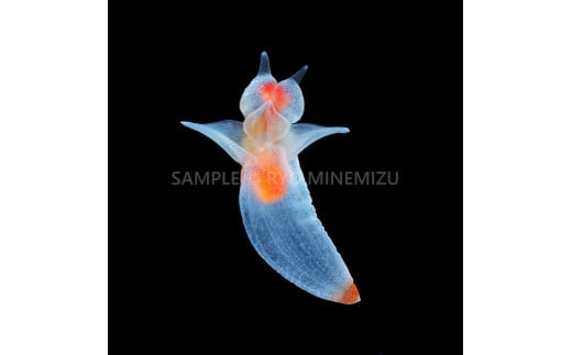 【１点のみ特別価格】清水町ふるさと大使　海洋生物写真家　峯水亮氏による　作品パネル　ハダカカメガイ（クリオネ）
