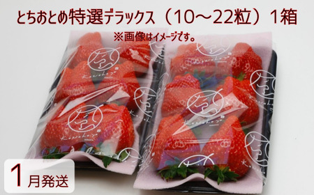 【1月発送】とちおとめ特選デラックス（10～22粒）1箱