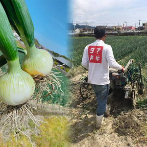 ★6月から発送予定★ 松山市北条産 風早の里 玉ねぎ 7kg | 玉葱 たまねぎ 野菜 やさい 野菜炒め 焼きそば カレー 味噌汁 料理 調理 お取り寄せ グルメ 人気 おすすめ 愛媛県 松山市【FA