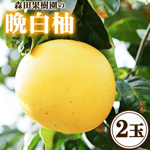 【ふるさと納税】【先行予約】フルーツ 旬 フルーツ 晩白柚 森田果樹園の晩白柚 2玉 森田果樹園《12月中旬-2月末頃出荷》果物 フルーツ サボン 熊本