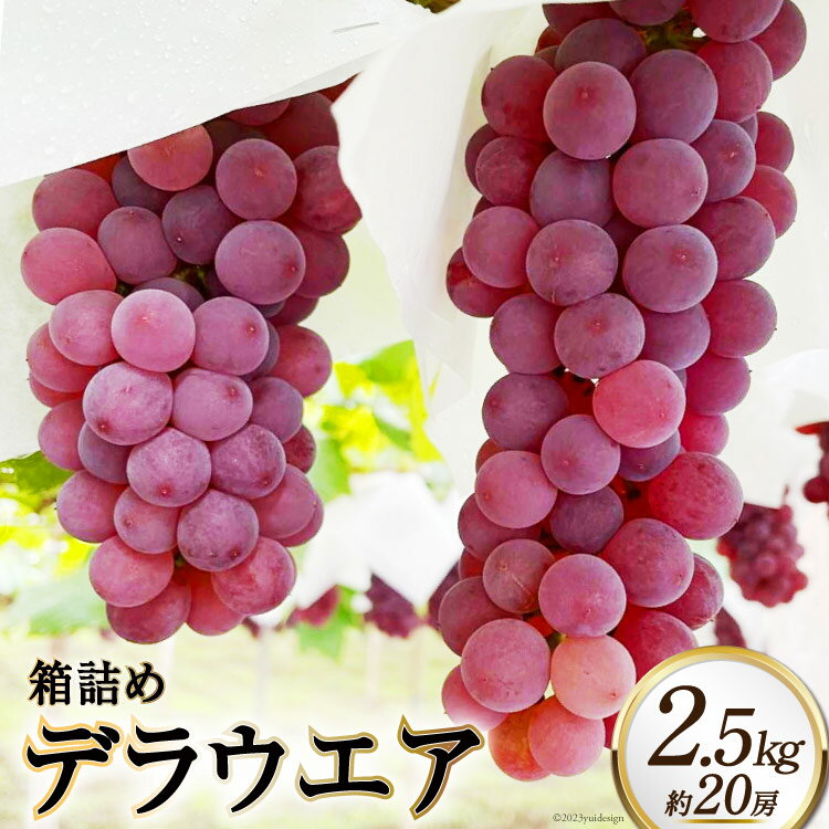 【ふるさと納税】 【2026年発送】 ぶどう 山梨 デラウエア 種なし 箱詰め 2.5kg 約 20房 ブドウ 葡萄 2.5キロ 大容量 果物 フルーツ くだもの 山梨県産 産地直送 期間限定 季節限定 送料無料 [太陽農園 山梨県 韮崎市 20743030]