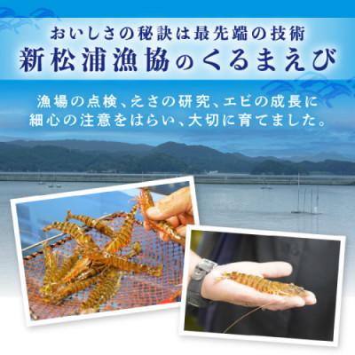 ふるさと納税 松浦市 新松浦漁協 活きくるまえび　300g |  | 01