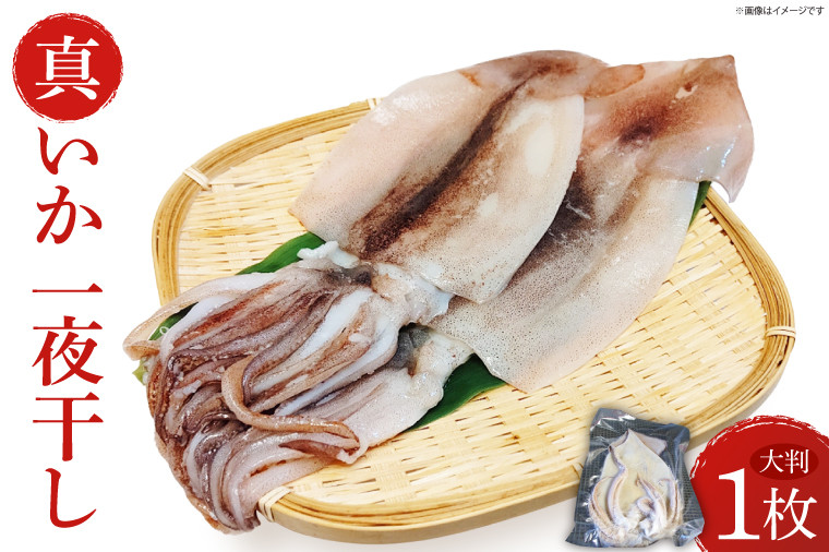 
                  真いか一夜干　(大判１枚)|イカ 真イカ 海鮮 魚介 海の幸 真空 茨城県 北茨城市（BH007）
                