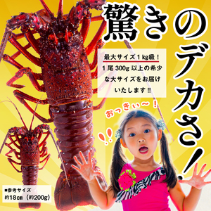 房州産大伊勢えび　約1kg  mi0014-0003