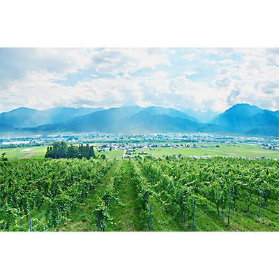 ふるさと納税 池田町 サッポログランポレール 安曇野池田ヴィンヤードワイン「ソーヴィニヨン・ブラン」750ml |  | 01