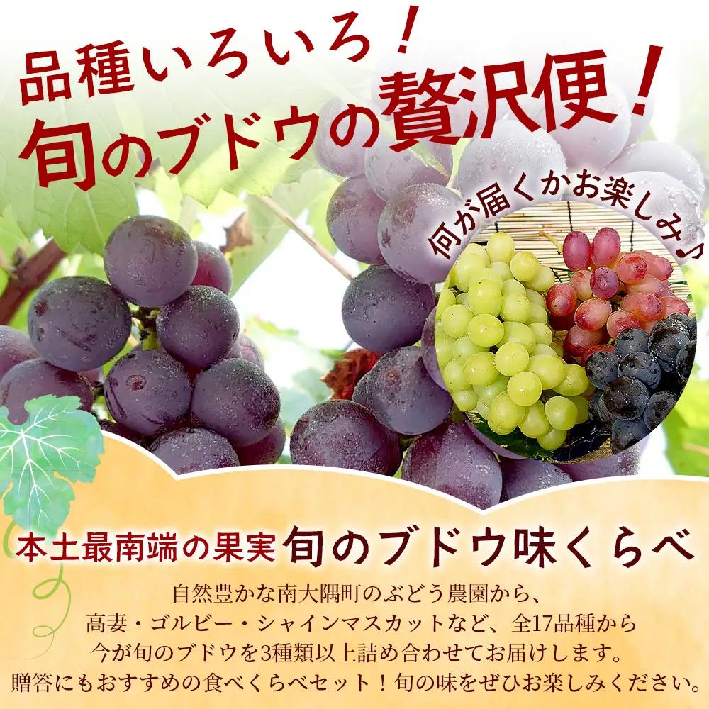 【先行予約・数量限定】2026年7月下旬発送 旬のブドウ味くらべ約2kg (5～6房) TE708｜期間限定 産地直送 旬 ブドウ 葡萄 ぶどう フルーツ 果物 くだもの 果実 食べ比べ 鹿児島県 南
