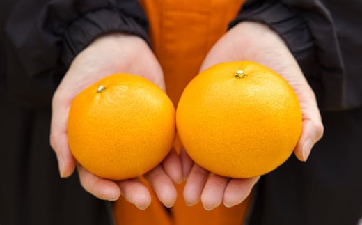 【先行受付・数量限定】柑橘の高級種ブランド《甘味たっぷり》 高原町産の柑橘「せとか」ご家庭用 約2kg（大小混合6〜8玉）TF0746-P00068