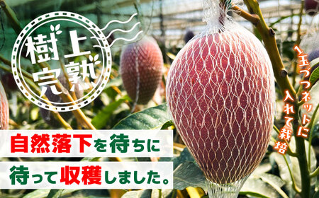 【2026年発送分 先行予約】 【訳あり】 【数量限定】　菊池マンゴー約1kg（2～3玉） L〜4Lサイズ　マンゴー マンゴー マンゴー マンゴー マンゴー [AYDF001]
