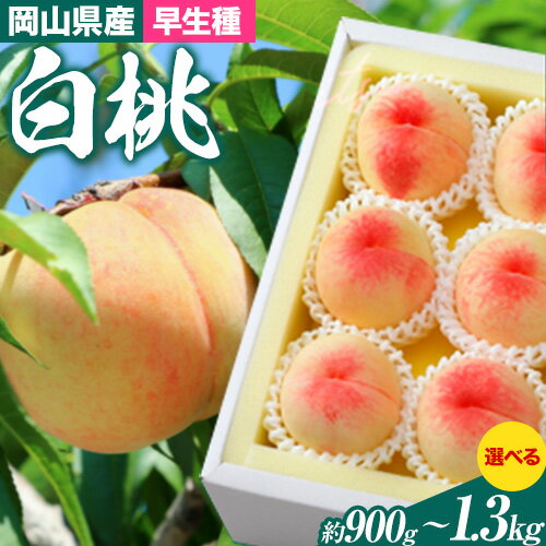 【ふるさと納税】【先行予約】岡山県産 白桃 （早生種） 選べる 内容量 約900g （3～4玉） または 約1.3kg （5～6玉） クール便 晴れの国 おかやま館(漂流岡山) 《2025年7月上旬-8月中旬頃出荷》岡山県 浅口市 白桃 桃【配送不可地域あり】