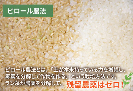 【令和7年産】ピロール農法 コシヒカリ精米5kg  真空パック
