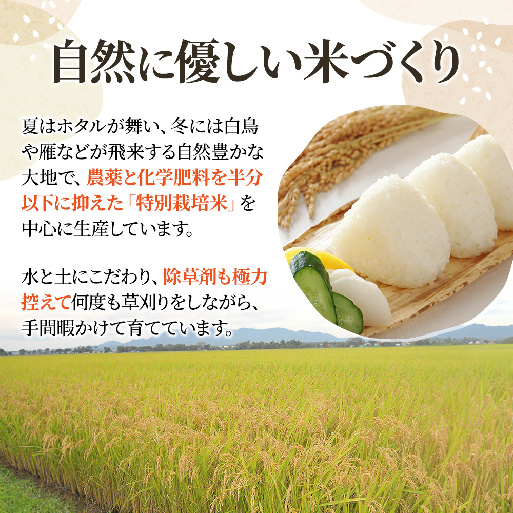 令和7年産 新潟上越産ミルキークイーン 5kg｜ミルキークイ