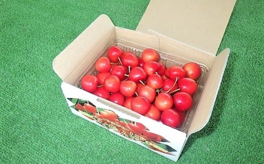 さくらんぼ（佐藤錦か紅秀峰）５００ｇ　２Ｌサイズ　0032-2601
