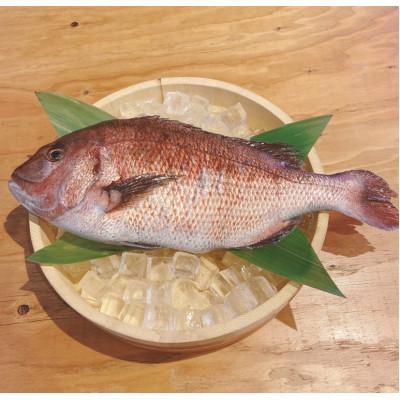 ふるさと納税 沼津市 【訳あり】 沼津産マダイの干物8袋 |  | 02
