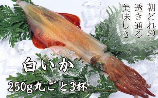 【高級白いか丸ごと 250g×3杯セット】ぷりぷり甘い高級白いかを朝どれ鮮度でお送りします! いか イカ 白いか ケンサキイカ 刺身 年末年始 お正月 御歳暮 ギフト 12月24日までのご注文で年内発送
