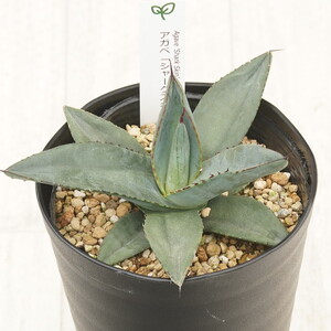 アガベ 「シャークスキン」 4.5号鉢 四国ガーデン 人気 多肉植物 インテリア 観葉植物 グリーン リラックス | C135 