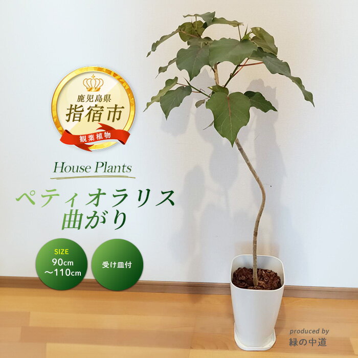 【ふるさと納税】ペティオラリス 曲がり 90cm～110cm ※北海道・沖縄・離島配送不可※ 観葉植物 植物 鉢付 インテリア 室内 オフィス ペティオラリス おしゃれ プレゼント ギフト 開店祝い 移転祝い【緑の中道】