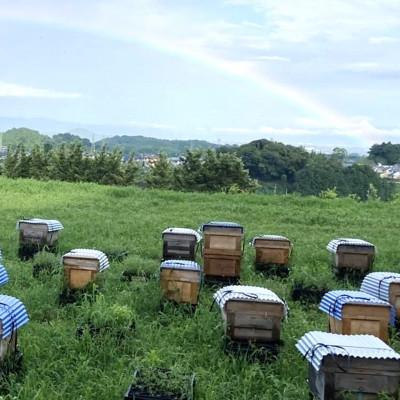 ふるさと納税 基山町 みよしのみつ(百花蜜・みかん)220g×2本 |  | 03
