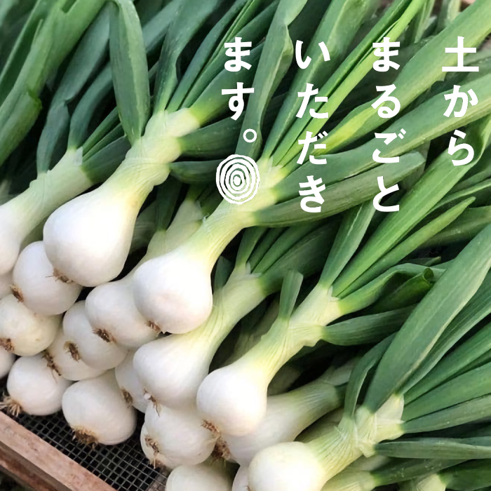 葉玉ねぎ 2.5kg【発送時期：2024年1月～3月頃】