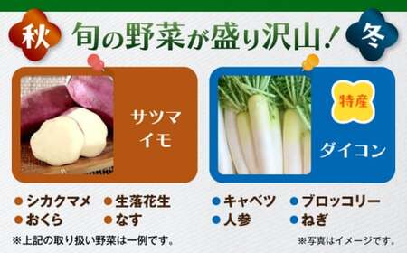 【全3回定期便】よこすか野菜セット すかなボックス／野菜 旬 セット  【JAよこすか葉山】[ASCB002]