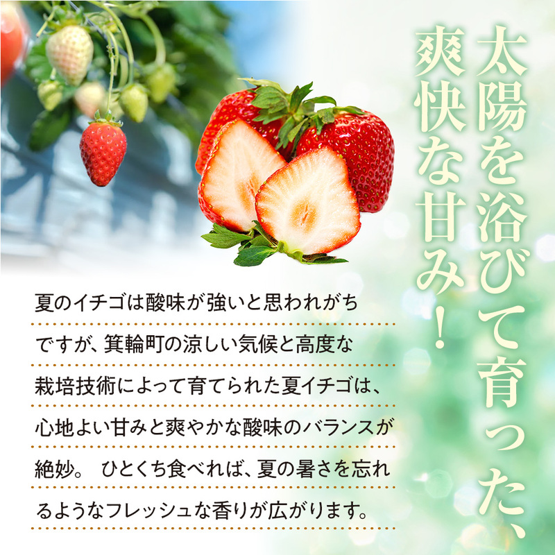 いちご　夏いちご　夏秋いちご詰め合わせ