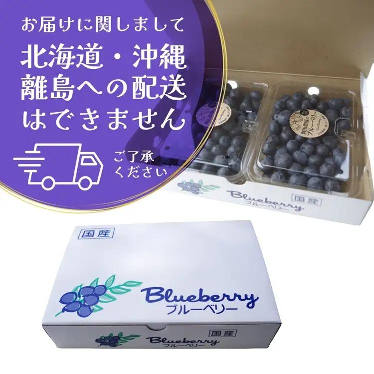 朝摘みブルーベリー 生果実 1kg ベリー 