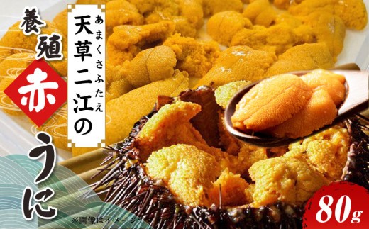 S157-008_天草二江の養殖赤うに 80g 天草 二江 養殖 赤うに 有明海 宝の海 魯山人 認めた 幻 ウニ 殻 朱色 濃厚 甘み 特徴 希少 ウニの概念 変わる 大粒 きれい 海産物 ご褒美 贈答品 贈答用 冷蔵 お取り寄せ お取り寄せグルメ 熊本県 天草市 送料無料