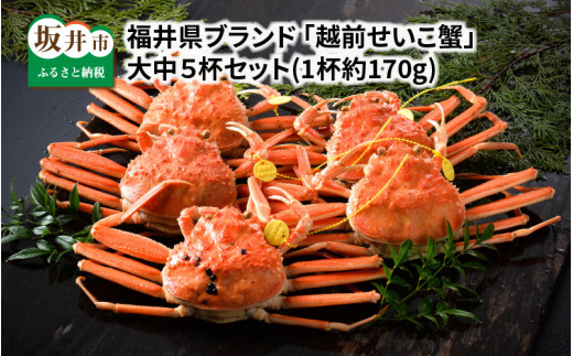 【先行予約】福井県ブランド ≪茹で≫「越前セイコ蟹」 大中5杯セット 【2025年12月発送分】 [I-1402_12]
