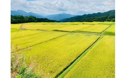 【令75年産】奥大山江府米コシヒカリ 3kg×1 /  プレミアム 特別栽培 こめ こしひかり 研究 精米 3キロ 0624