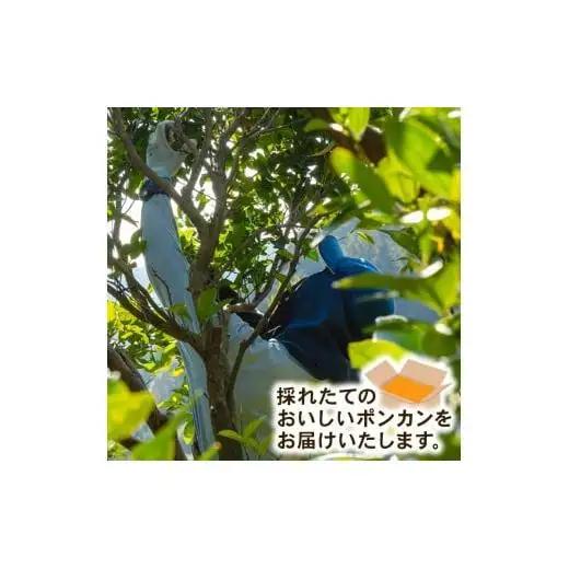 【早期予約】 訳あり 須崎産 ポンカン 5kg  1月中旬から発送開始