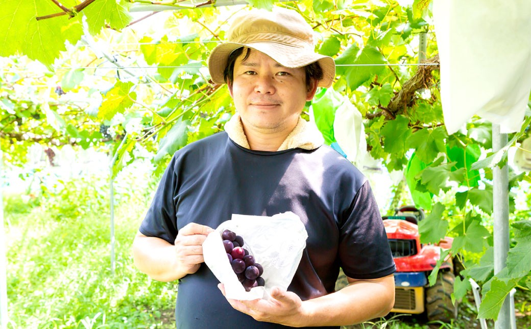 【先行予約】山口農園 巨峰 7房 から 9房 （ 約3kg ） 