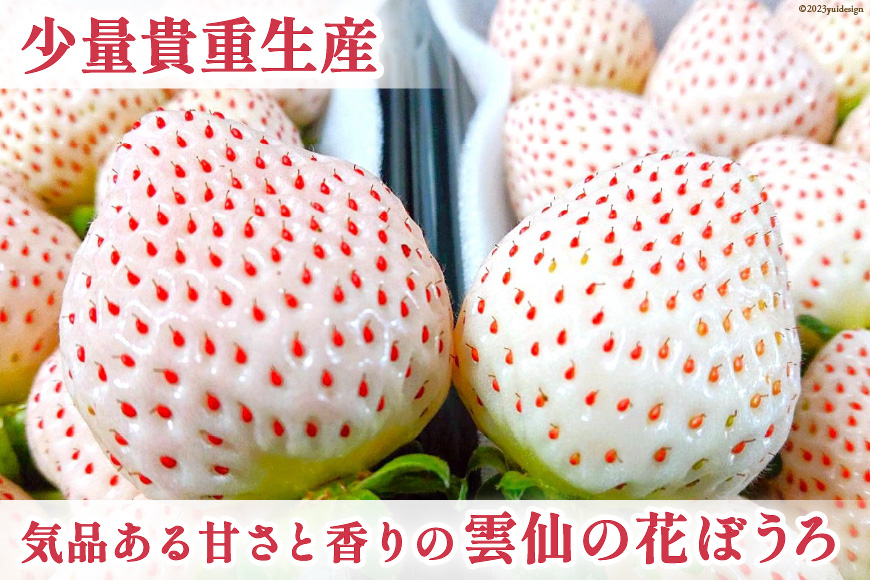 【期間限定発送】 いちご 白いちご 雲仙の花ぼうろ 250g×2パック [トトノウ 長崎県 雲仙市 item1411] 苺 イチゴ フルーツ 果物 くだもの 期間限定 季節限定