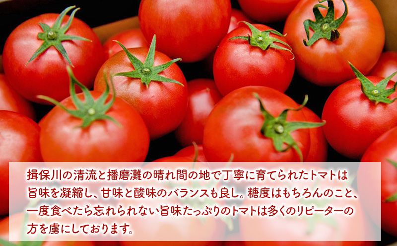 【11月中旬以降順次出荷】ミニトマト（2種）ご自宅用  [ ミ