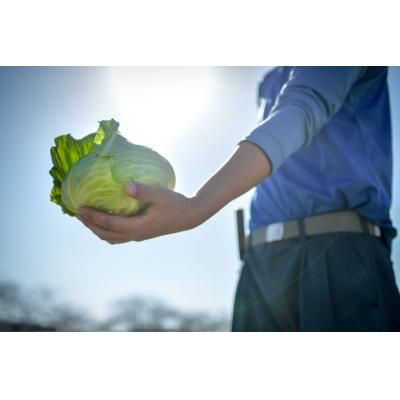 ふるさと納税 焼津市 【定期便 全4回】ジモベジ 野菜 セット(a40-103) |  | 02