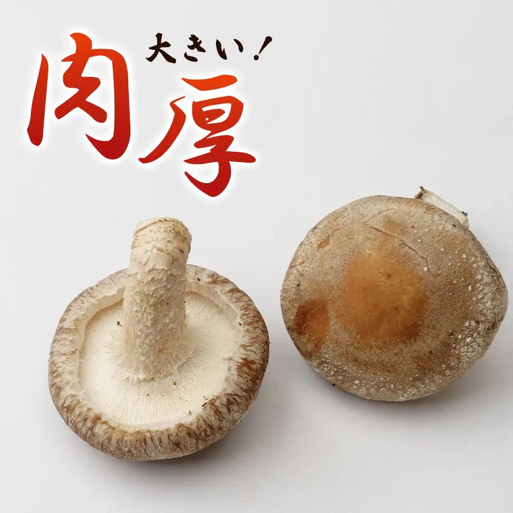 行田産こだわり生椎茸 約900g No.135