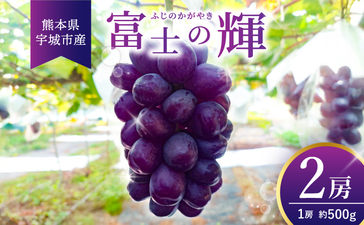 
                  先行予約 黒いシャインマスカット 富士の輝 2房（約500g×2）計約1kg【2026年8月上旬から8月下旬発送予定】 清水果樹園 シャインマスカット マスカット ブドウ ぶどう 熊本県 宇城市
                