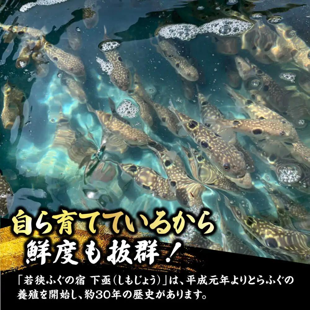 若狭ふぐ てっさ と 若狭まはた お刺身 セット【4人前】冷蔵 小浜市 / 若狭ふぐの宿 下亟【配送不可地域：北海道・沖縄・離島】[BFAF020] ふぐ