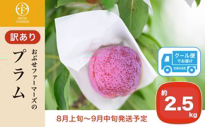 
            【訳あり】プラム 約2.5kg ［おぶせファーマーズ］数量限定 果物類 フルーツ 規格外 不揃い 家庭用 長野県産 信州産 クール便 冷蔵便 お取り寄せグルメ 【2025年8月上旬～9月中旬発送】［FH-86］
          