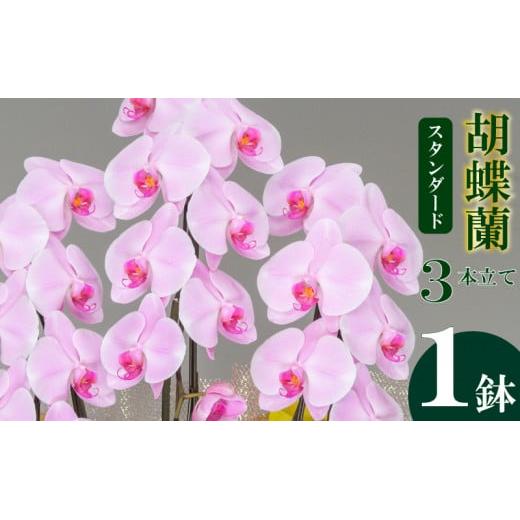 胡蝶蘭 ピンク 3本立て スタンダード お祝い 須崎洋蘭園 SY003