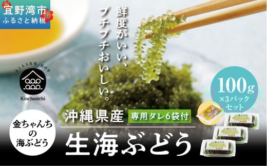 【沖縄県産】 生海ぶどう 100g×3パックセット 専用タレ付き | 島食専門店kinchanchi 金ちゃんちの海ぶどう| 鮮度抜群！プチプチ食感。