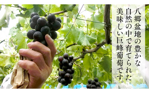  巨峰 約2kg (桜川市・石岡市共通返礼品） 2026年8月下旬発送開始  開田ぶどう園 産地直送 フルーツ 甘い 直送 茨城 限定 ぶどう 巨峰 果物 [DO002sa]