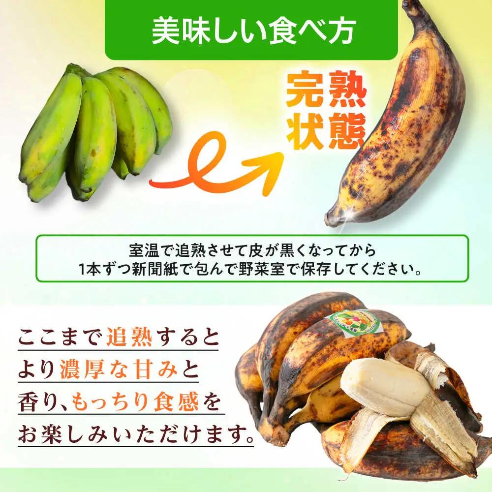 【2026年発送】沖縄県産 アップルバナナ 2kg  BCBH001