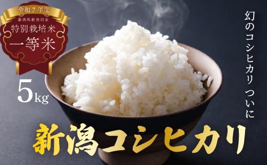 【発送日がわかる！】米 クラシック コシヒカリ 5kg (5kg×1袋) 新潟県産 お米 白米 ご飯 精米 丁寧 ていねい 安心 個包装 小分け 星野農園 新潟県 新発田市 hoshino005