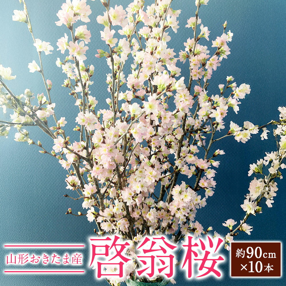【ふるさと納税】 啓翁桜 約90cm×10本 桜 さくら サクラ 花 フラワー 観賞用 飾り 山形県産 送料無料【2027年1月上旬～2月下旬発送予定】