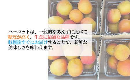 【2026年先行予約】生食用あんず  ハーコット (約500g×4パック) | あんず