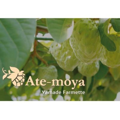 ふるさと納税 南伊勢町 伊勢志摩産 アテモヤ 中玉 3〜4個入 約1.2kg 令和7年11月発送 南伊勢ブランド認定フルーツ |  | 01