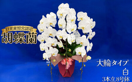 【ふるさと納税】胡蝶蘭 大輪 ミディタイプ 白3本立 8号鉢 | 栃木県 下野市