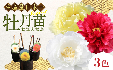 松江大根島牡丹苗(3色セット) 島根県松江市/島根県農業協同組合くにびき地区本部 [ALBC002] 花 苗木